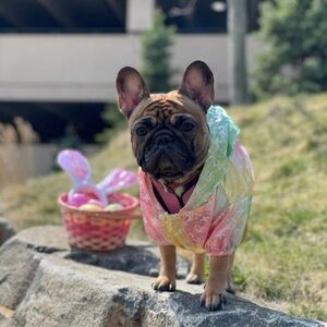 Designer Dog raincoat jacket NEW